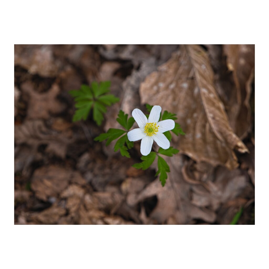 Wood anemone in the woods being simply gorgeous.
______

#today #todayis #diary #calendar #photooftheday #lockdownproject

#nature #naturephotography #woodland #woodlandphotography #flower #flowerphotography #woodanemone #anemone #Anemonoidesnemorosa #su… instagr.am/p/Cr6pbAnOb49/