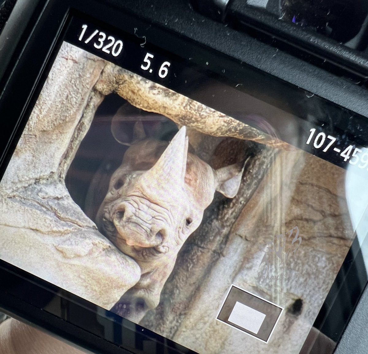 dgray3994's tweet photo. Awww Black Rhino. #backofthecamera #canont6 #wildlifephotography #cincinnatizoo #annacon https://t.co/xRkKEbP32Z