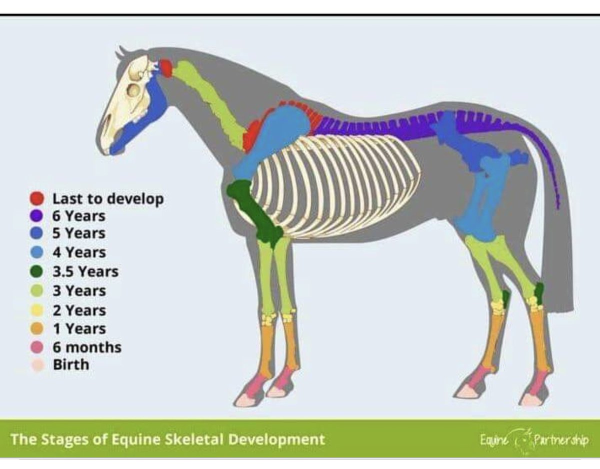 Horses do not reach full musculoskeletal maturity until 6.  Racehorses begins intensive “training” 18 months & is raced at the age of 2 which is  equivalent to a first-grader #EndHorseracing #KYDerby #HorseracingKillsHorses  #BoycottHorseracing  #KentuckyDerby149 #AnimalCruelty