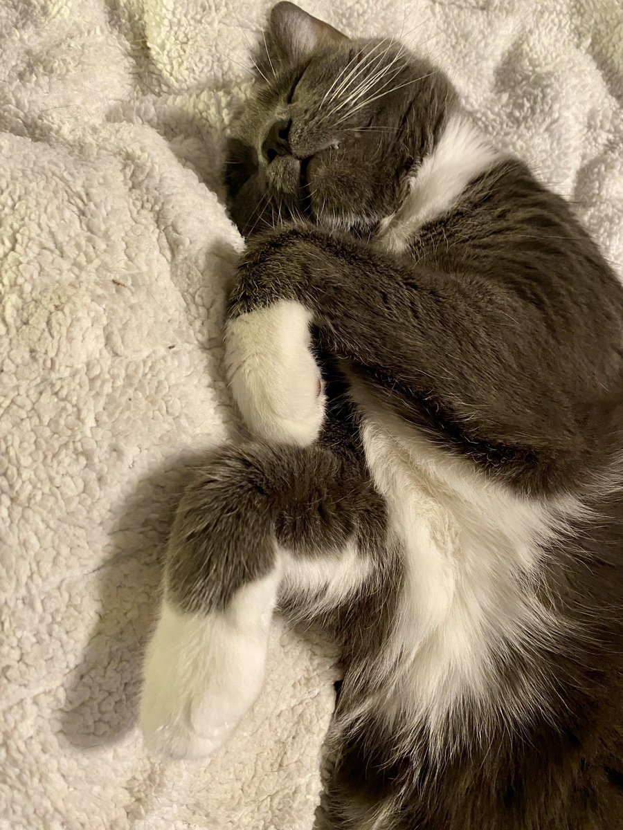 seachickenycats's tweet photo. Anyone else have a cat thatโs part praying mantis? ๐โโฌ #HappyCaturday #Caturday #Cats
#CatLadyProblems https://t.co/mHettkAetJ
