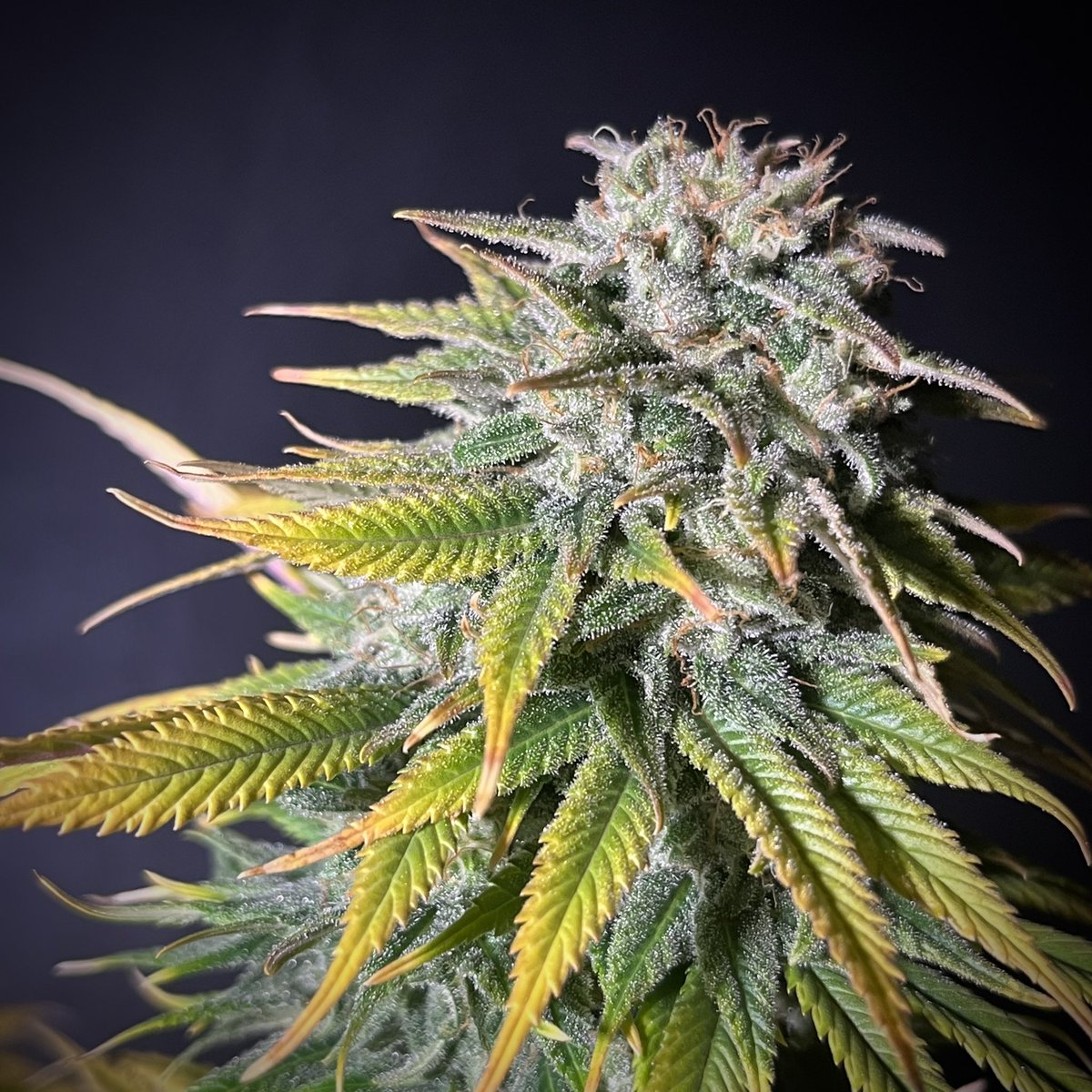 MyrceneDream's tweet photo. MAC from @CanukSeeds after 7 weeks flowering

#cannabisgrowers #cannabis #cannabisculture https://t.co/ClbcmWcWiM