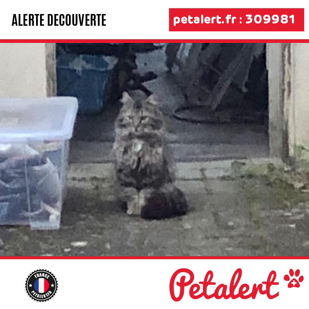 Trouvé #Chat #Marne #BoultSurSuippe #Petalert  #PetAlert51 / p3t.co/sgfaa