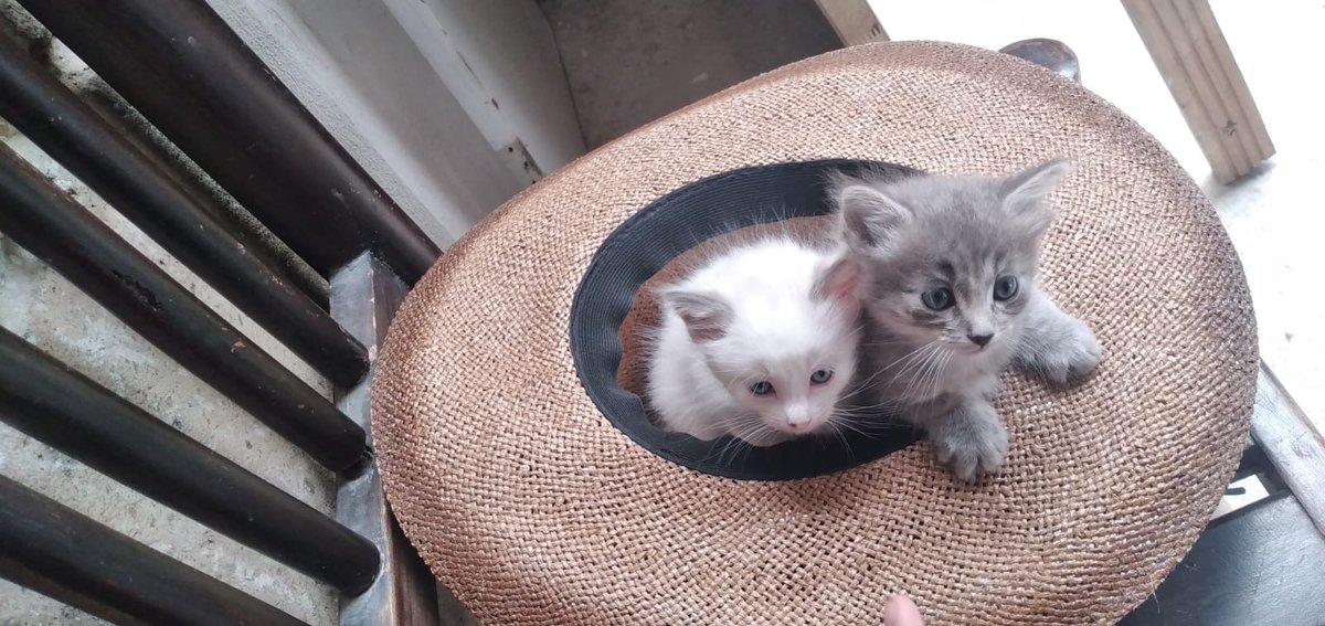 Gatuna Lineal 🐱🐈🐶🐕🐾 tweet media