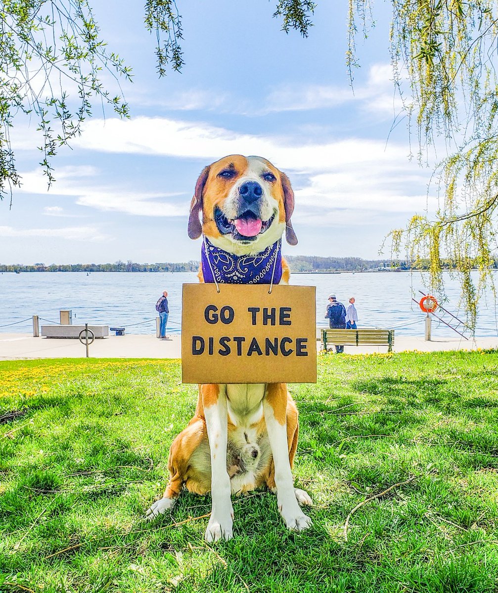 'Go The Distance!'🐕♠️💜✨ Will You Go The Extra Mile With Us To Raise Childhood Cancer Awareness & Celebrate Cancer Superhero Warriors?🦸‍♂️🦸‍♀️🎗
°
#GoTheDistance #AStrongerFamilyTogether #TRF #TRFAmbassador #GoGold #Superhero #ChildhoodCancerAwareness #PicOfTheDay #DogOfTheDay #FYP