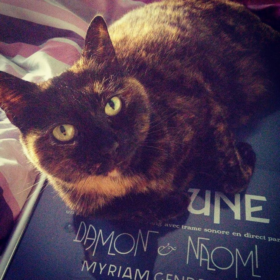 A Head Full of Wishes tweet media