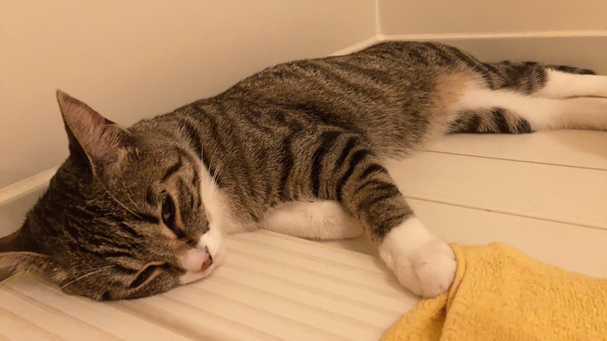 おはねこ☔️？
おはにゃんこ

昨日たびちゃんと一緒にお風呂入りました
眠くて くてーーん😪 https://t.co/ZxtxKwuipl