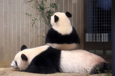 PandasDaily2's tweet photo. Sometimes you need a little help to reach the tall leaves 🌿 https://t.co/1GgXEEhOwU