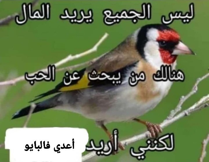 بس والله مش اكتر