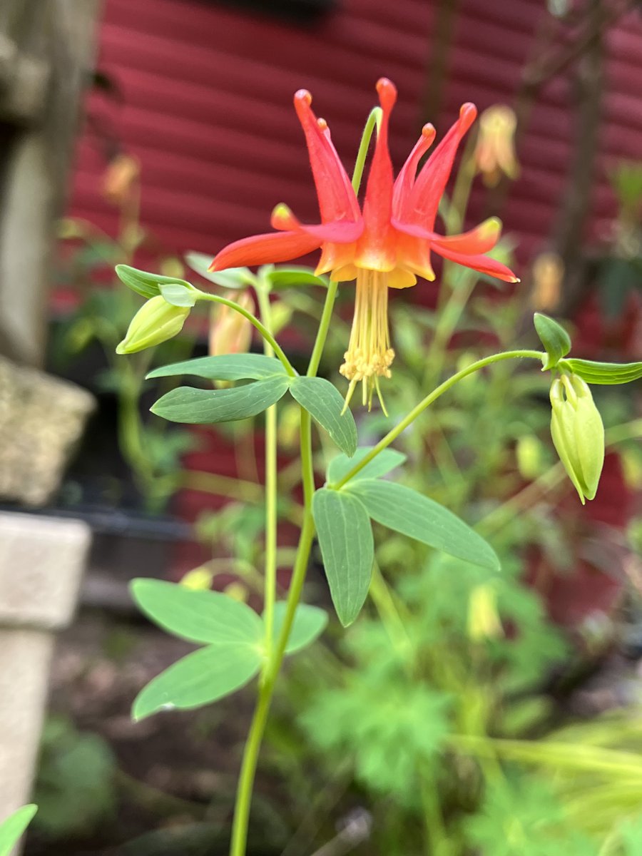 Western Columbines in bloom #GrowNatives