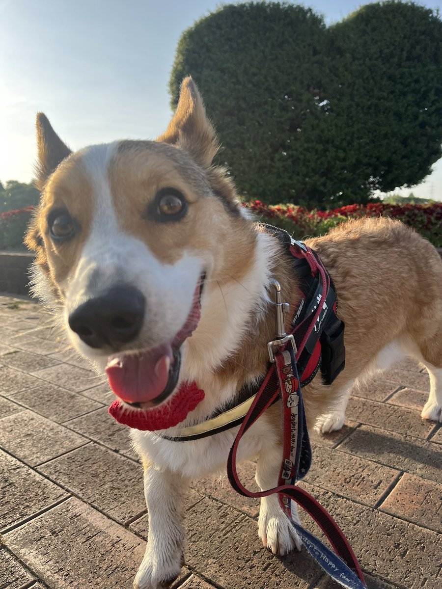 ChannelCorgi's tweet photo. ❤️
#コーギー https://t.co/xzy6WeiPQE