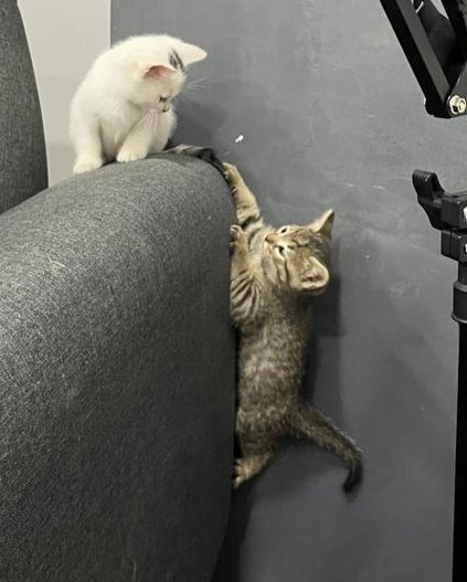 DonPato's tweet photo. Todo mundo viendo la pelea del Canelo y yo recreando el rey leon con gatitos. https://t.co/i28cnHypST