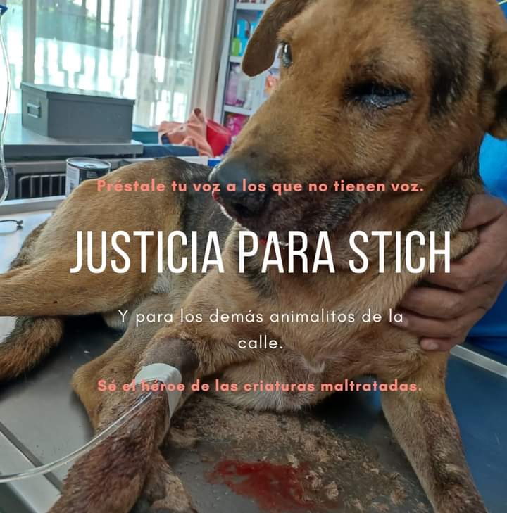 Robar comida fue su delito qué indignante, maldit😡s asesin😡s 
😔😔😔
Su nombre era Stich supuestamente por robar comida en una panadería en Chilpancingo, Guerrero en México!

#JusticiaParaStich