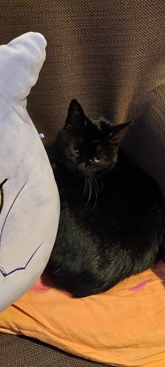 MoogleMoment's tweet photo. Poe just always looks kinda fed up https://t.co/ht90wgNiei