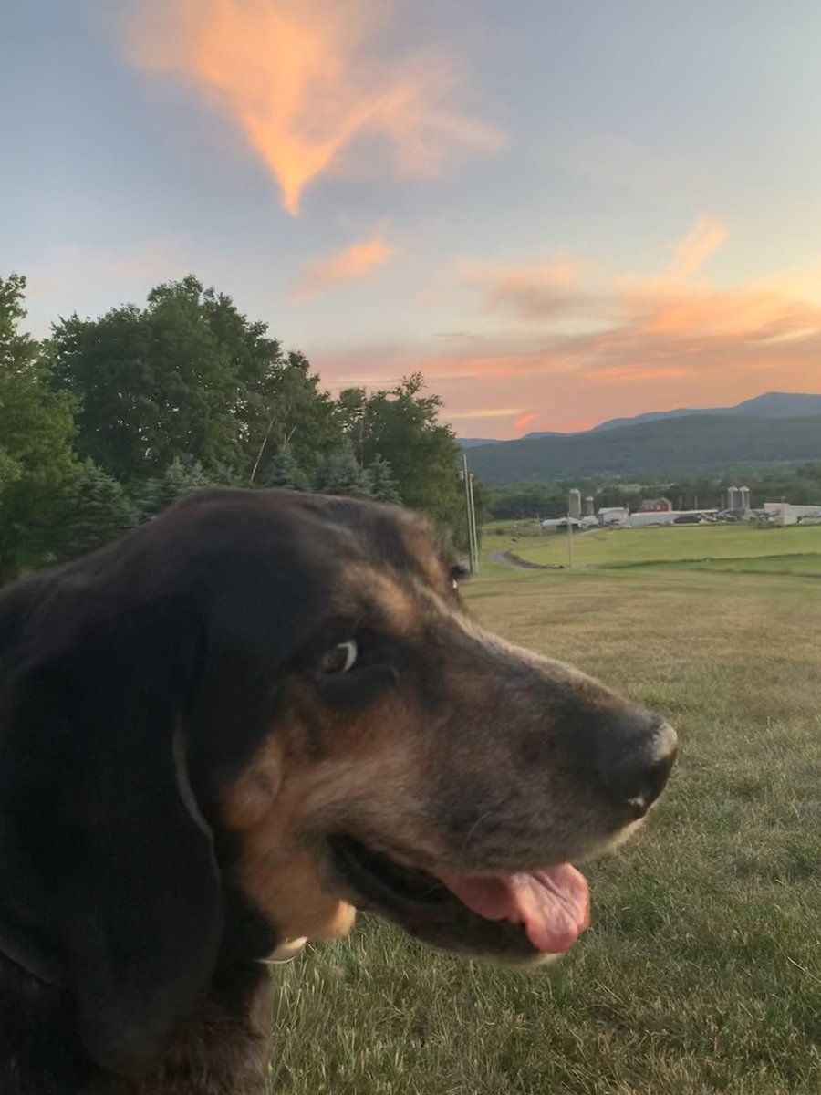 Mubbbz's tweet photo. @gracecamille_ Susie our farm dog https://t.co/OVf1GyKN8P