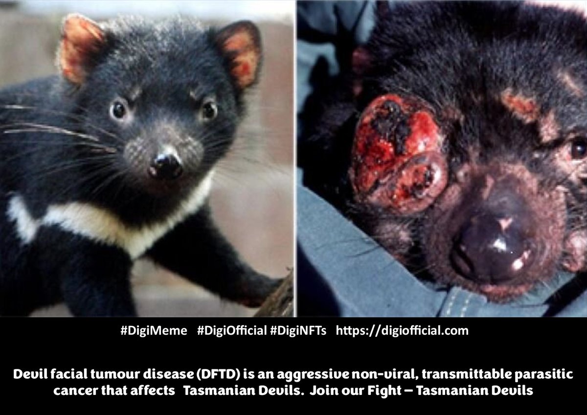 DigiNFTs's tweet photo. DigiMemes #DigiMeme #memeoftheday #meme #biodiversity Tasmania Devil #TasmanianDevil
#endangered #nature #wildlife @Webb3Fitty
#web3community #NFTs #NFTcommunity
https://t.co/1pEP8FQADt https://t.co/t24owbXkTN