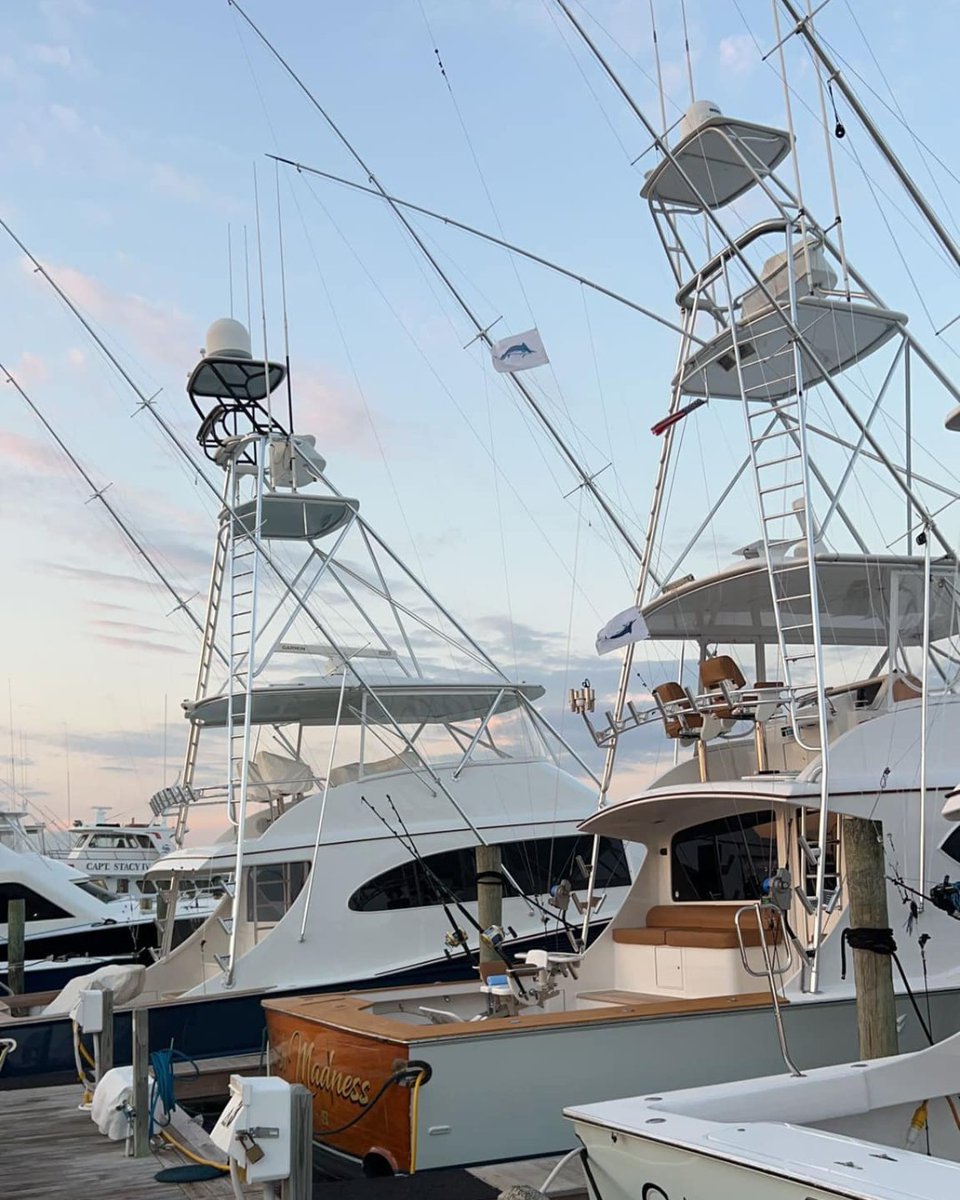 Billfish Report tweet media
