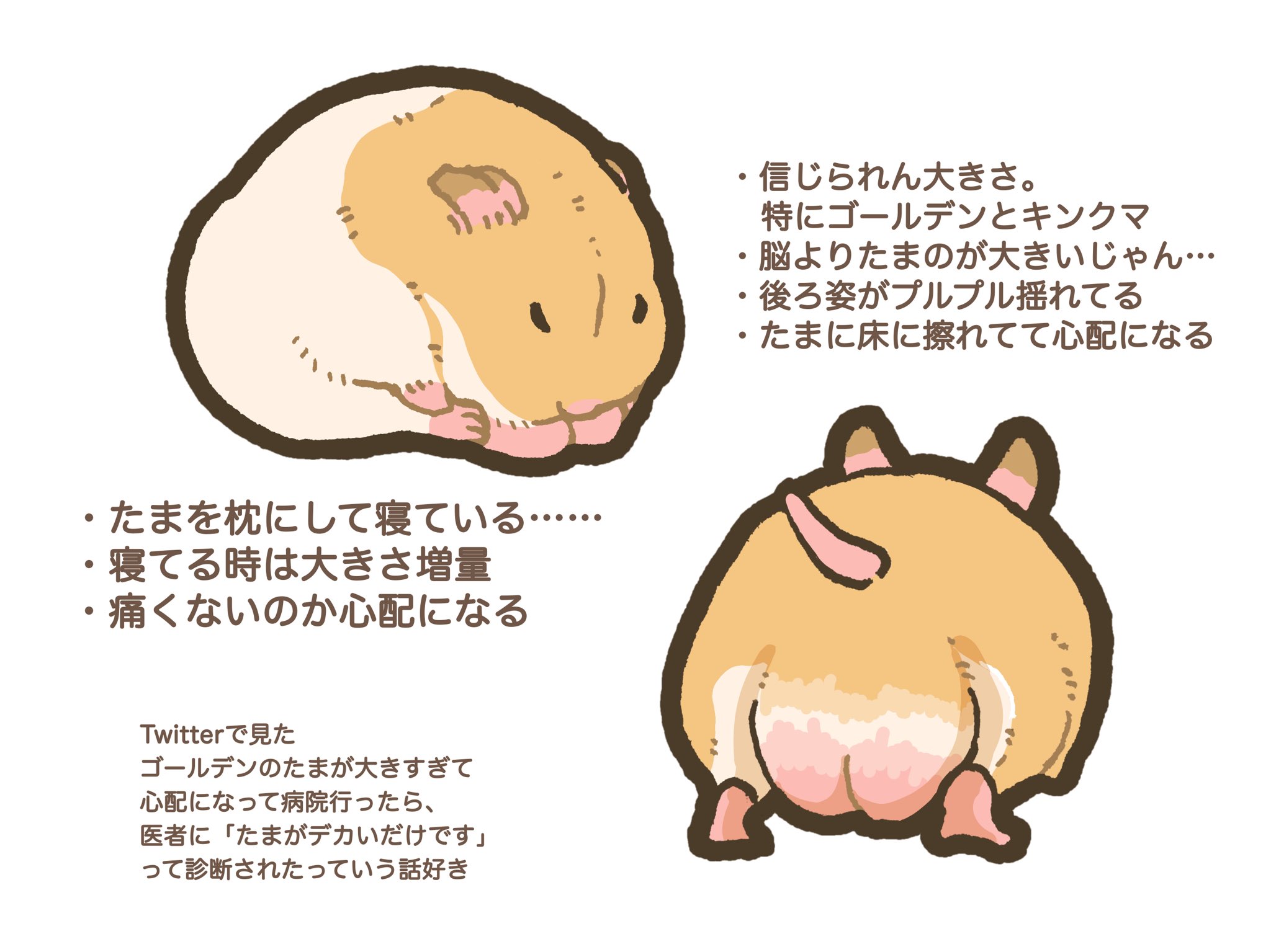 遊ハち＠ハムスター飼い on X: 