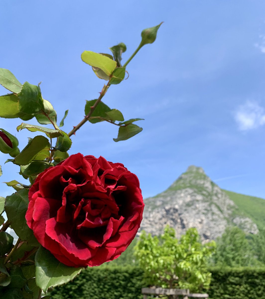 Steven Roldan (スティーヴン) tweet media