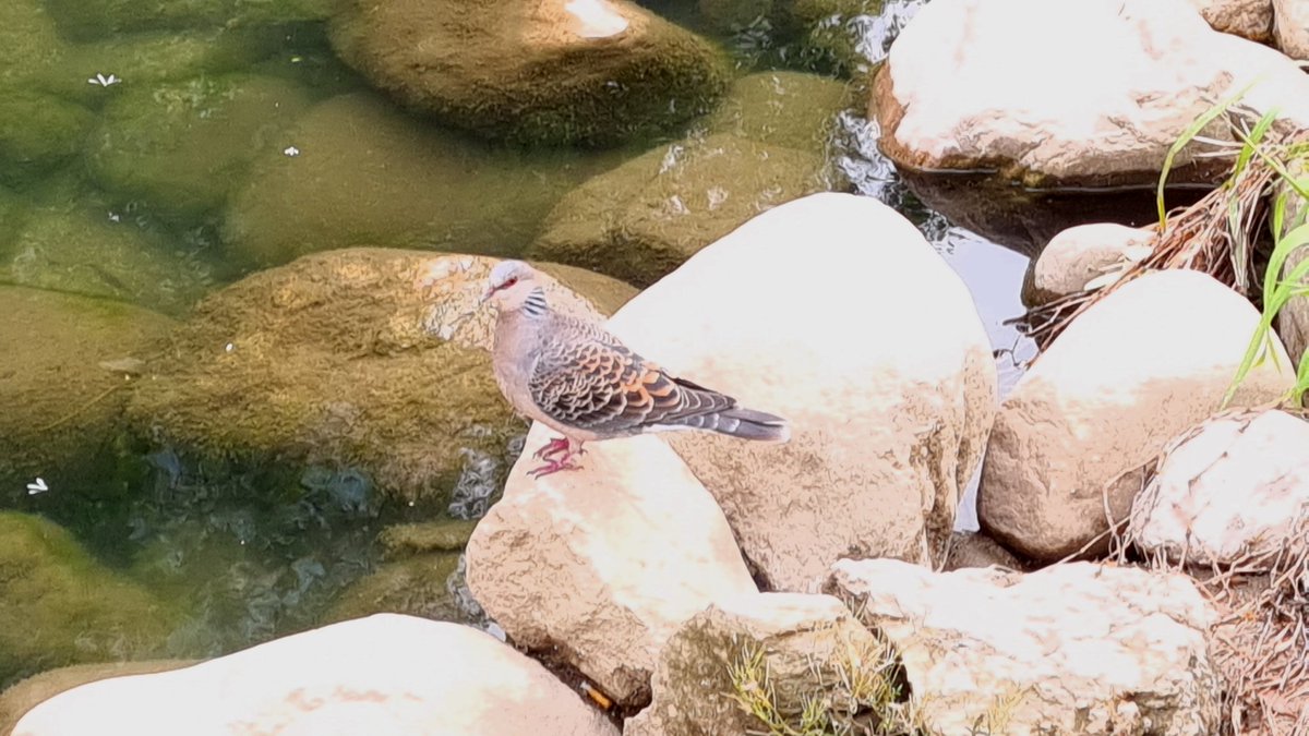 조류학자 (@qq_ducks) on Twitter photo 