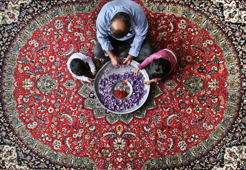 avamvria's tweet photo. Saffron season in Khorasan, Iran https://t.co/eEO0E1TNNR