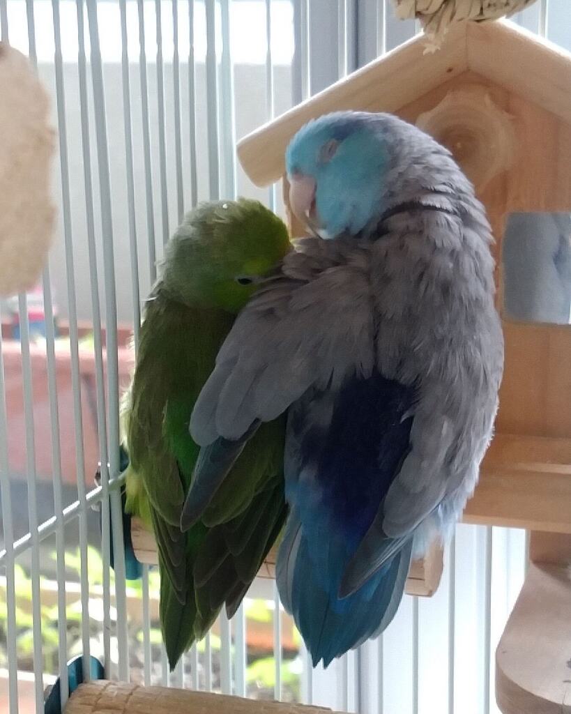 atoikawa's tweet photo. ＊
ベルちゃん、こっちおいで💕

#マメルリハ
#アキクサインコ
#インコ
#ラブバード
#カキカキ
#モフモフ
#なかよし
#インコスタグラム 
#インコのいる生活 
#ピッコリアニマーリ https://t.co/aCZGp1snOX