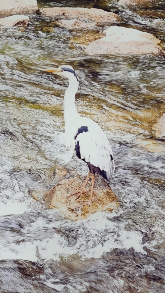 조류학자 (@qq_ducks) on Twitter photo 