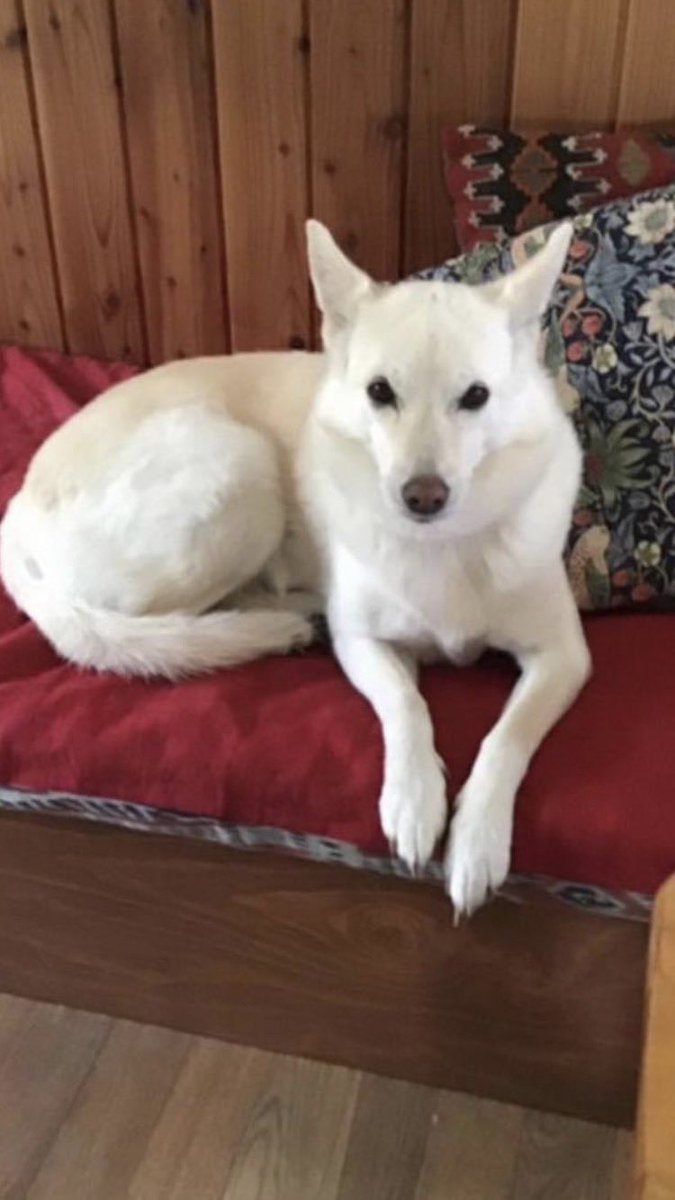 pIUTZLpK2sMuBA4's tweet photo. 迷子のわんちゃん　中型犬　ビエラちゃん　女の子

釧路市阿寒町から行方不明

見かけ方は連絡下さい。

連絡先　090-8428-8894 川原様

#釧路　#阿寒　#迷子犬　#ビエラ https://t.co/jv67kgmOIj