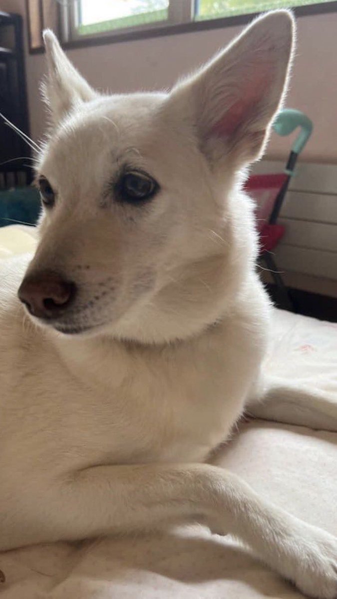 pIUTZLpK2sMuBA4's tweet photo. 迷子のわんちゃん　中型犬　ビエラちゃん　女の子

釧路市阿寒町から行方不明

見かけ方は連絡下さい。

連絡先　090-8428-8894 川原様

#釧路　#阿寒　#迷子犬　#ビエラ https://t.co/jv67kgmOIj
