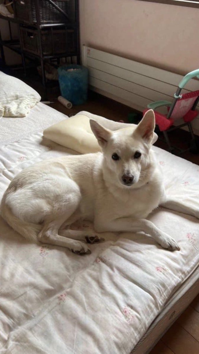 pIUTZLpK2sMuBA4's tweet photo. 迷子のわんちゃん　中型犬　ビエラちゃん　女の子

釧路市阿寒町から行方不明

見かけ方は連絡下さい。

連絡先　090-8428-8894 川原様

#釧路　#阿寒　#迷子犬　#ビエラ https://t.co/jv67kgmOIj