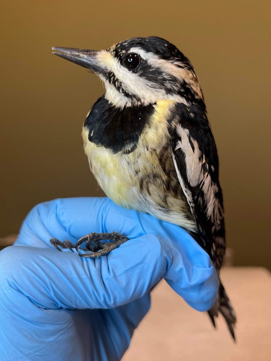 Has anyone ever seen this molt on a yellow-bellied sapsucker? Not a speck of red anywhere in early May. This extra-yellow beauty collided with a window and has been recovering with us for a few days, but we hope to send her(?) forth soon.

📷: Phyllis Tseng