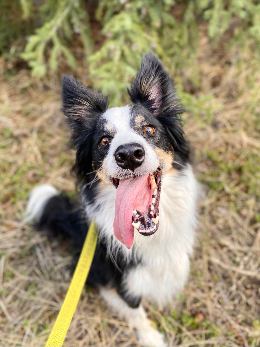 BOW_VALLEY_SPCA's tweet photo. Hey there! The name's Sam and I am super excited to be looking for a home in the Rockies! I think this place is where I am meant to be. I lived my first 6 years in a loving home, so rest assured I have been well taken care of.  Although I am 6, I ha… https://t.co/kHYtp8pSkv https://t.co/ahVpeiniQl