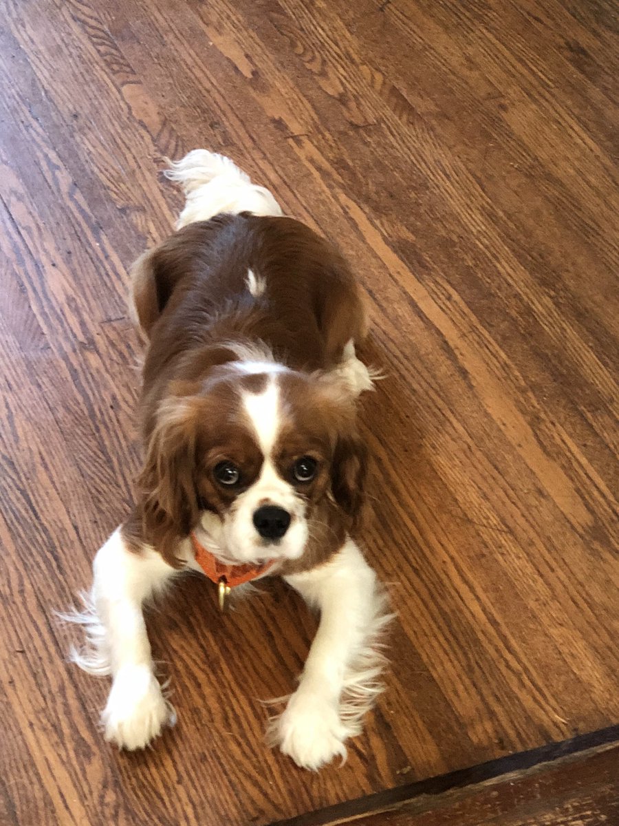 MarkSchmeller's tweet photo. Thanks, but I prefer my King Charles. https://t.co/c0VbUjCoKk