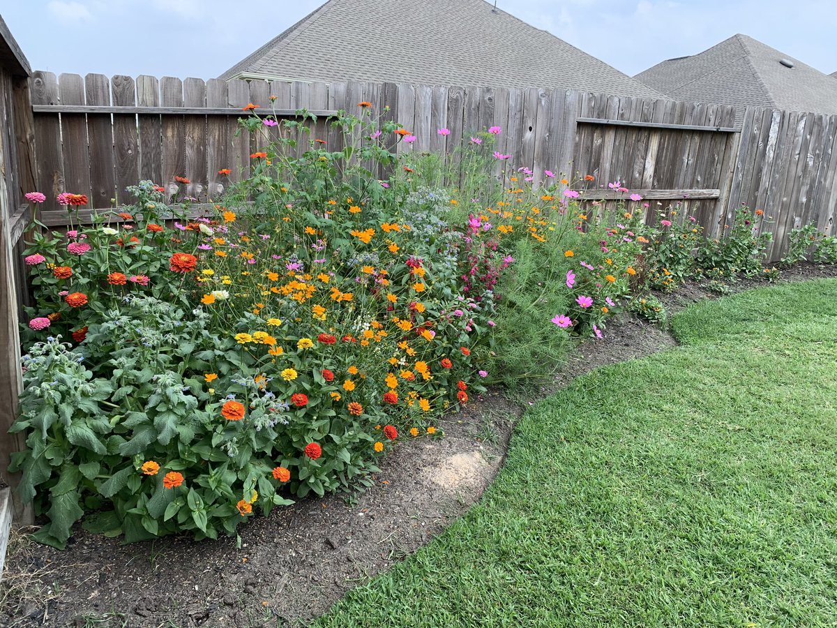 rpaulin_'s tweet photo. Update: some areas are a bit out of control but it’s been a fun experiment and the bugs seem to like it. Lots of bees, butterflies, ladybugs, hummingbirds… and wasps (already got stung) https://t.co/Y3DjH9mOeD