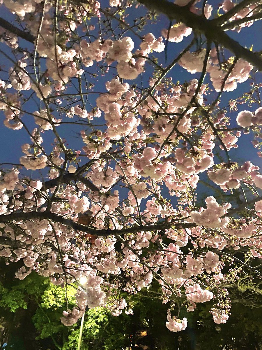 socialcollege1's tweet photo. 4/2 「ゴミ拾い×お花見🌸」in 長居公園

今回は初めて長居公園で #ゴミ拾いイベント を行いました😄🎶

綺麗な��も見ることができて一石二鳥！！
皆、桜の写真を撮ったり、満開の桜をみたり…
楽しくゴミ拾いができました🔆

#ボランティア　#ゴミ拾い　#大学生 https://t.co/3kGWprYR8Z