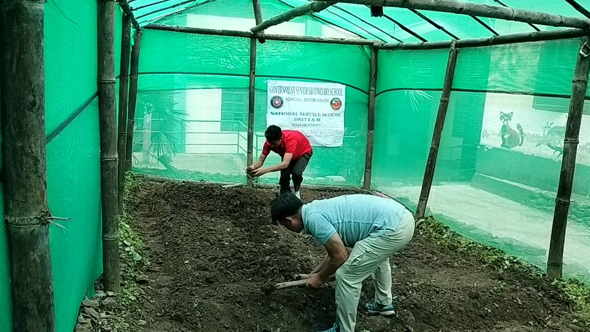 NssKewzing's tweet photo. @nss_rdguwahati sowing cabbage by nss volunteers Kewzing SSS https://t.co/NgJKuhXAVw