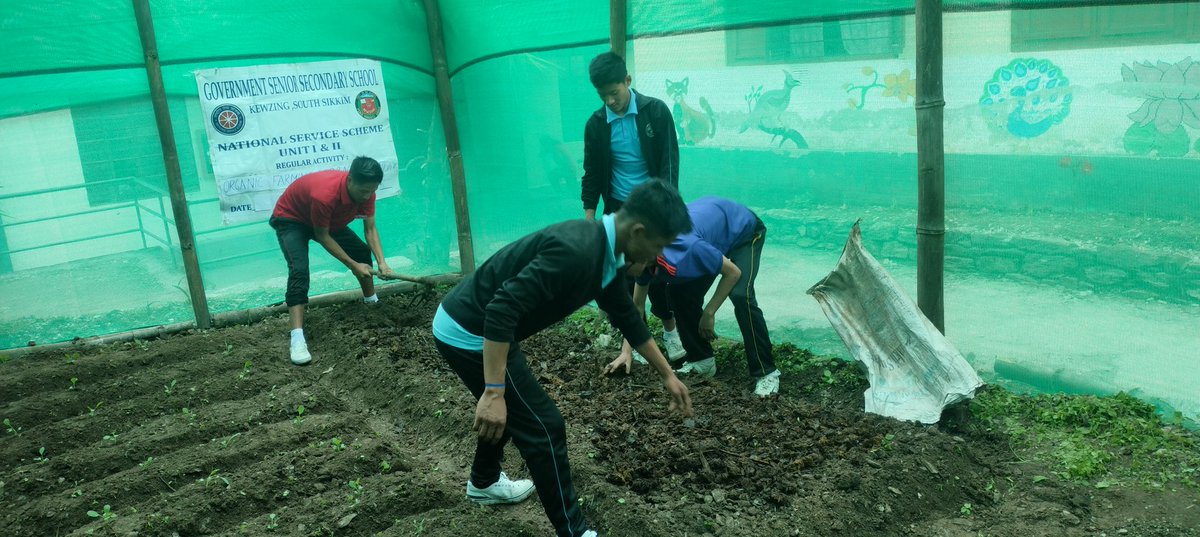 NssKewzing's tweet photo. @nss_rdguwahati sowing cabbage by nss volunteers Kewzing SSS https://t.co/NgJKuhXAVw
