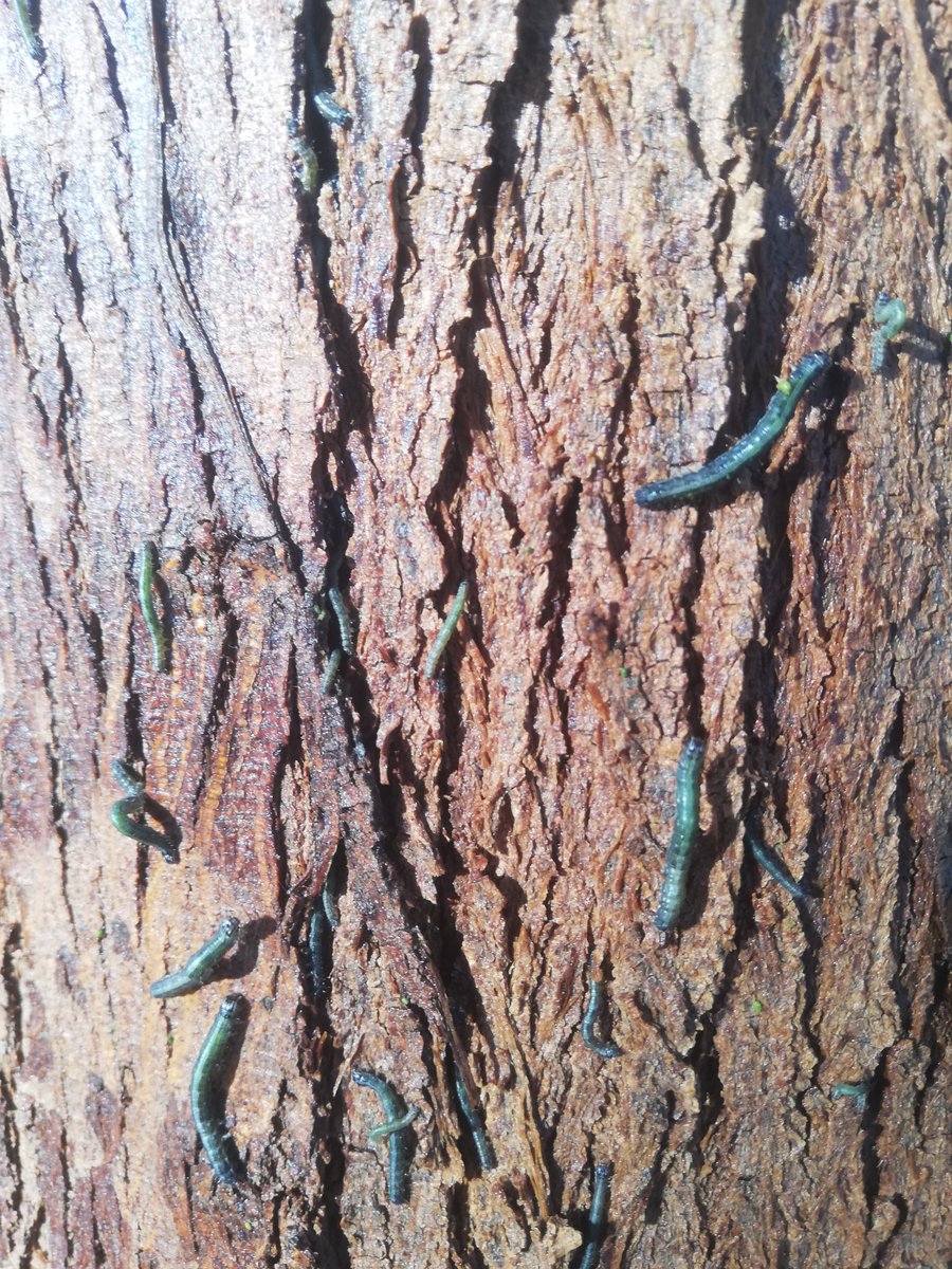 Nuestra Pampa del Tamarugal, desierto lleno de vida