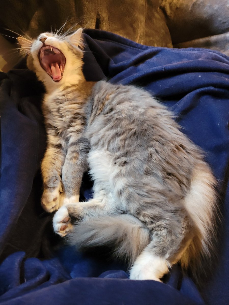 MarciaAdderley's tweet photo. #Caturday #Oilers https://t.co/Is1bnkSmVX