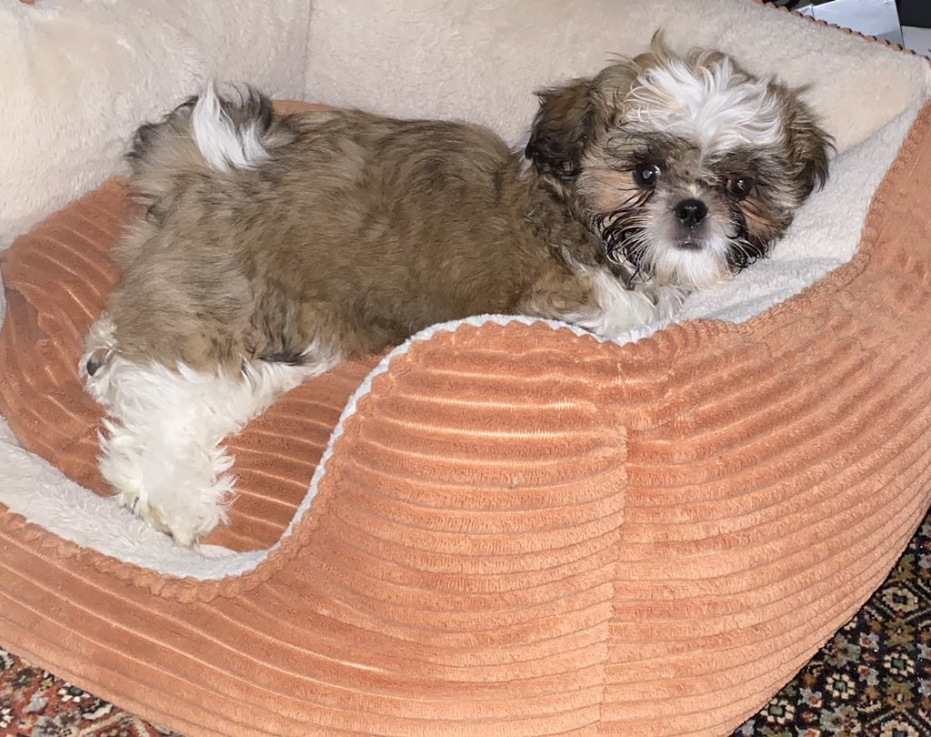 Goldie Huggy 🌈Amber, Pele tweet media