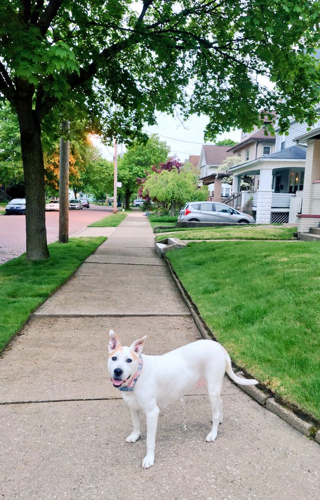 MirandaRider's tweet photo. Nothing makes me feel like more of a badass than the fact that my dog doesn't need a leash.
 
Enjoy these pictures from our evening walk! https://t.co/62EXAMT8cg