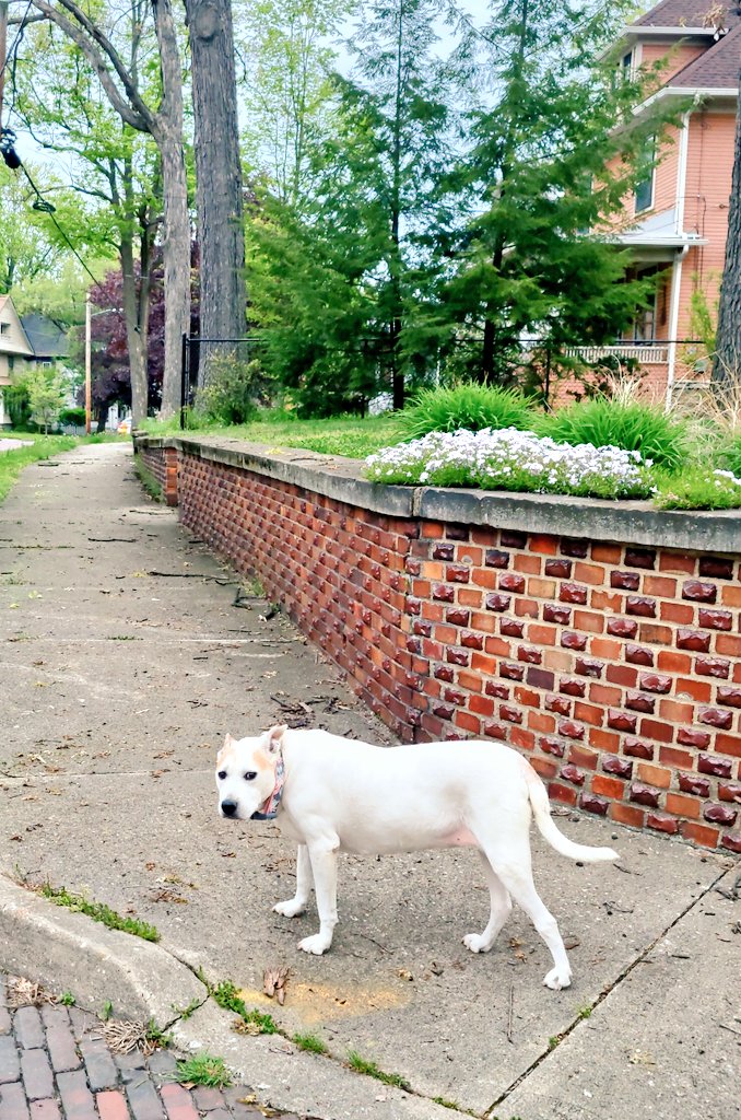 MirandaRider's tweet photo. Nothing makes me feel like more of a badass than the fact that my dog doesn't need a leash.
 
Enjoy these pictures from our evening walk! https://t.co/62EXAMT8cg