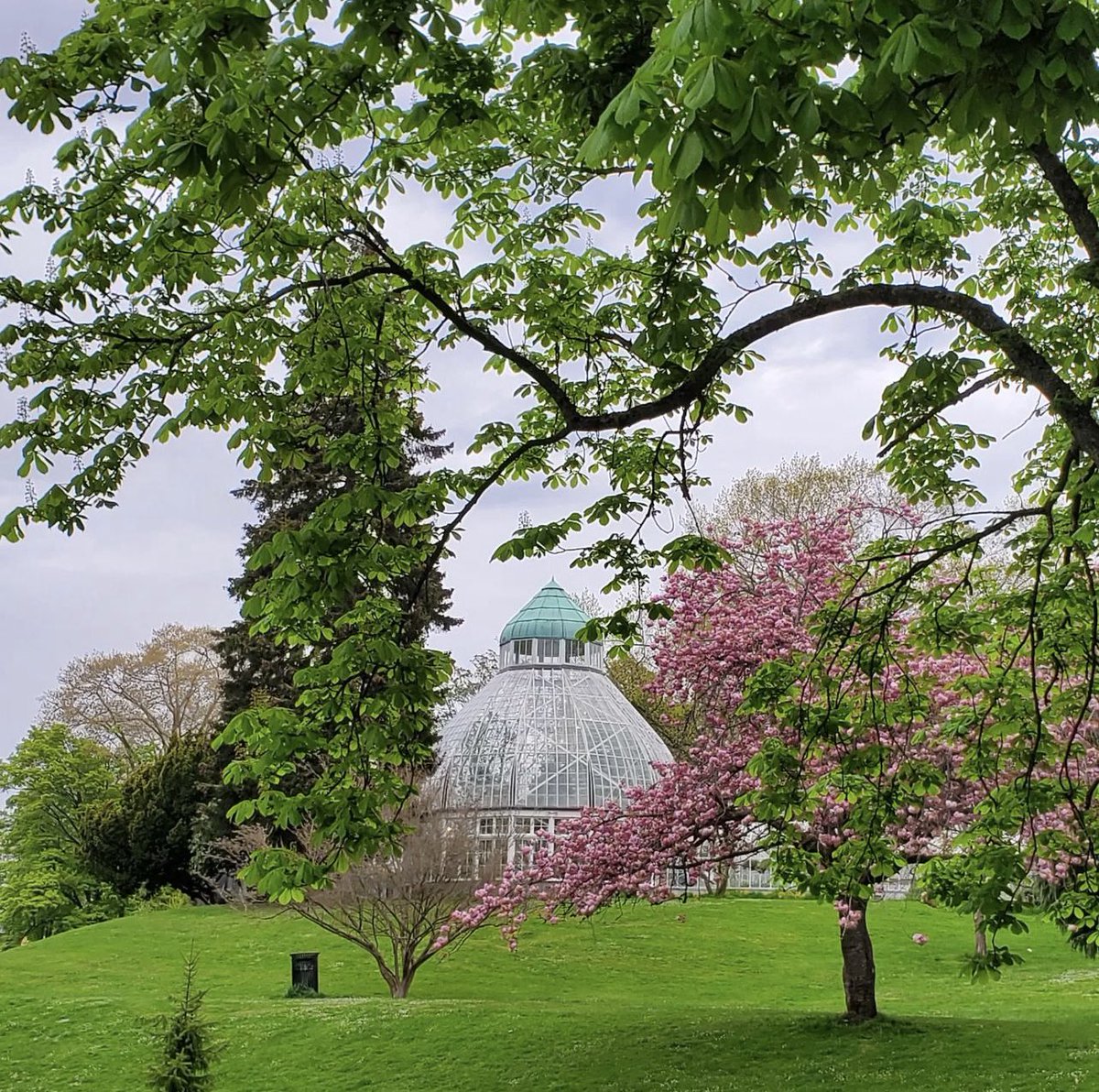 visitpierce's tweet photo. A springy Saturday at Wright Park 🤩
📸 @robbinsdrones 
#traveltacoma #mountaincitysea #botanicalgardens #wrightpark #urbanpark #tacomawa #gritcity #wwseymour #botanicalconservatory https://t.co/Kex3emtSqq