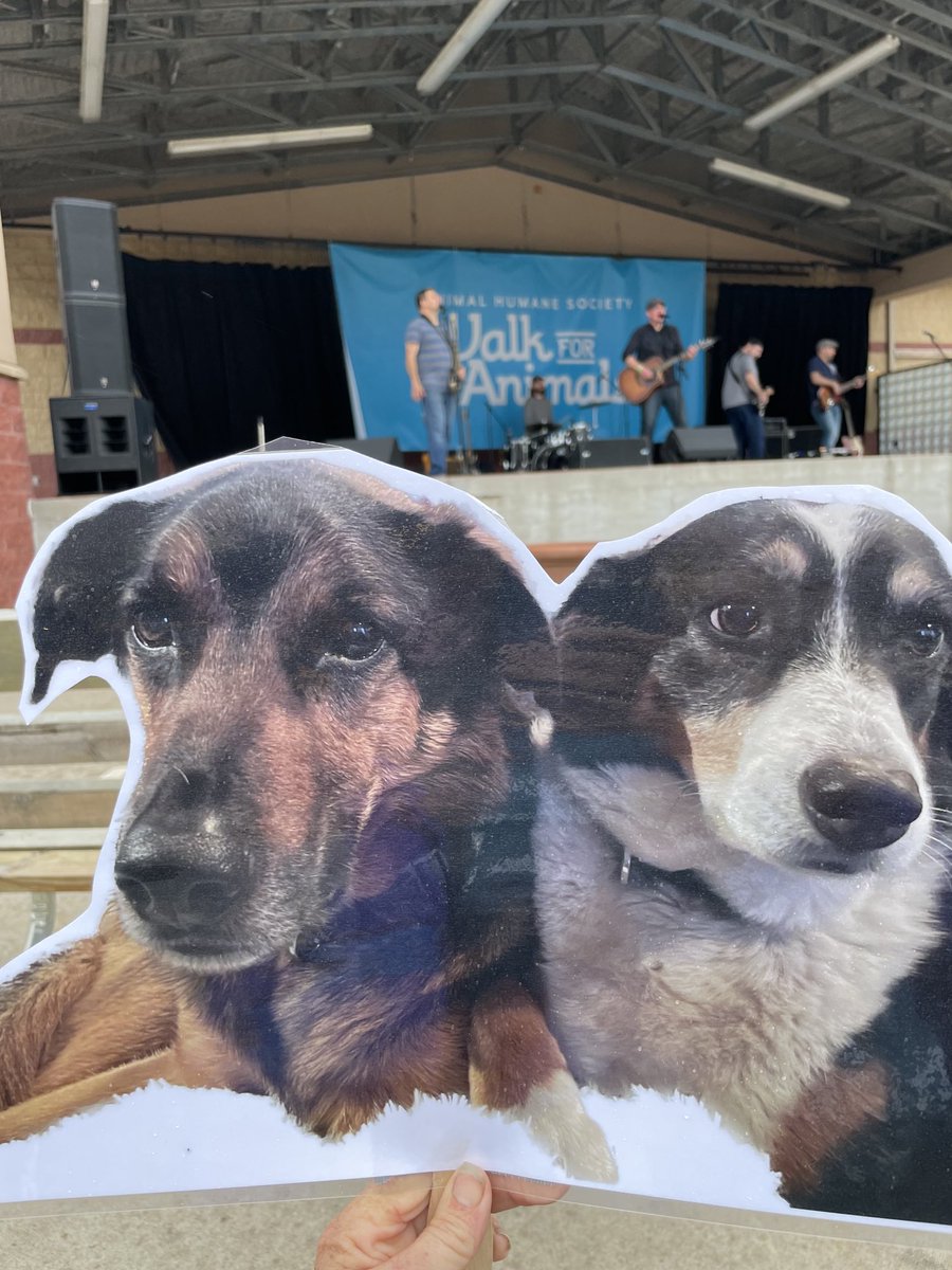 sheppolly's tweet photo. Slim and Jozie on a stick loved @AmericanBootleg at the @Animal_HumaneMN #walkforanimals #canineinfluenzasucks https://t.co/YHsFDVv9D9