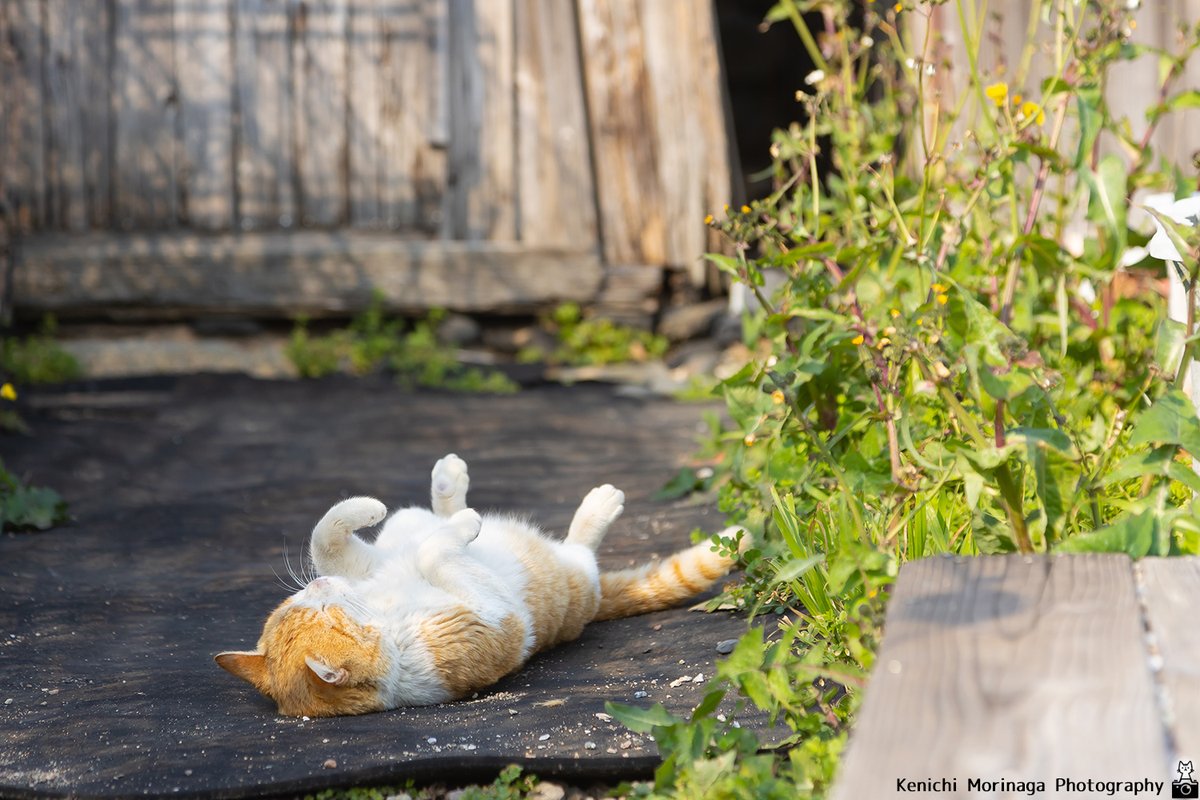 今日は一日ダラダラする。

#GW最終日
#連休最終日