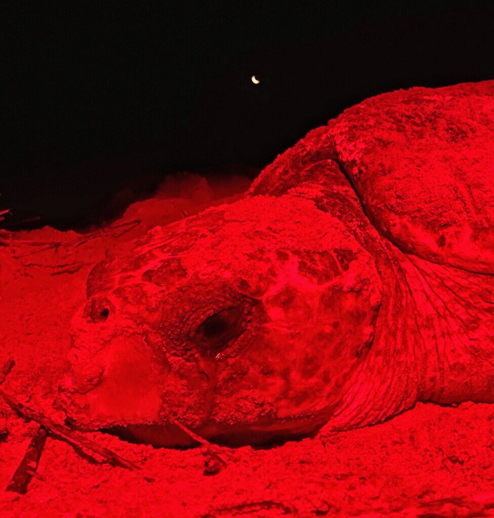 JadynSethna's tweet photo. First turtle patrol of the season tonight! I am THRILLED; I’ve missed this ❤️🐢🤩 Photo 📸 from last season #fieldworkjoy https://t.co/YgCVjJ5Kk8