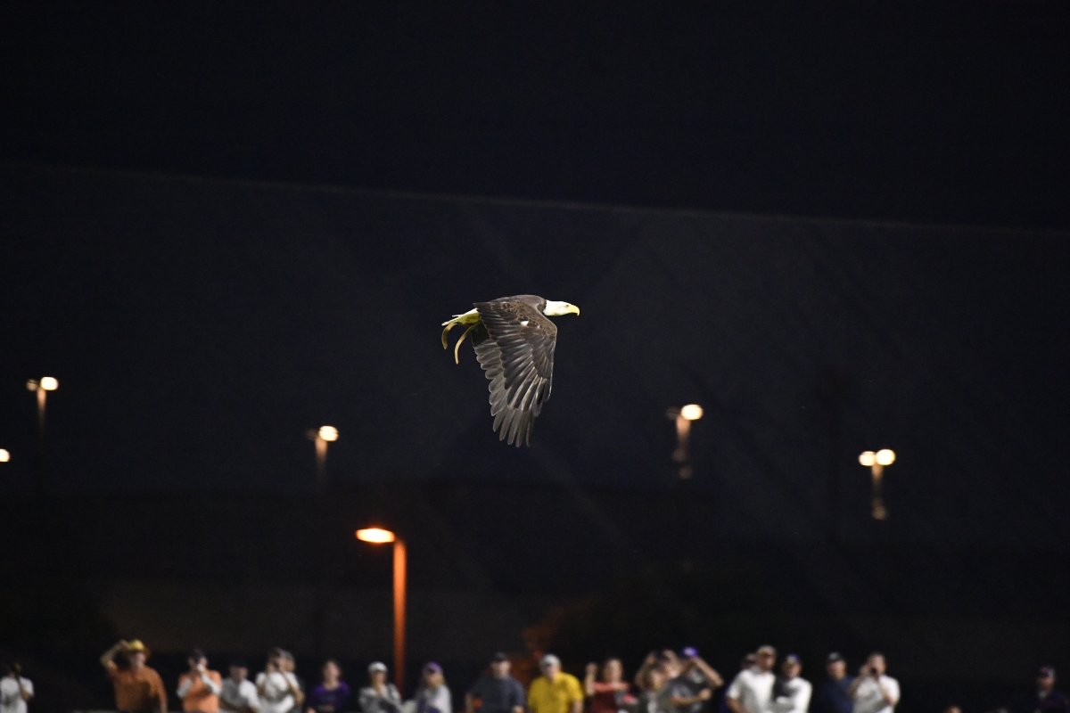 Auburn Baseball tweet media