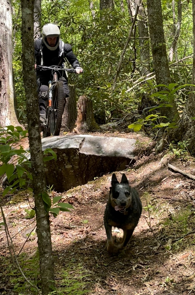 Paddler_Jim_S's tweet photo. Trail Dog Misty leasing the way https://t.co/fIikEmSFXS