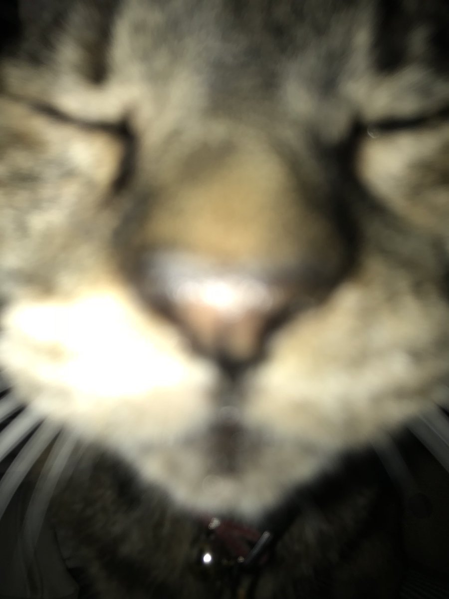 takashaya's tweet photo. ゴマちゃんドアップ!ピントが合わない😆
#cat #chat #catze #gatto #猫 #ねこ #ネコ #猫のいるしあわせ #ぬこ #ぬこ様 #キジトラ https://t.co/Sv7R2AlH3U