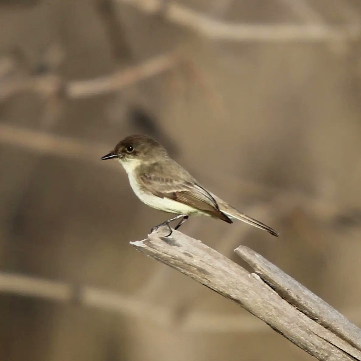 FeathTreasury's tweet photo. Eastern Phoebe 

05-02-2023

#easternphoebe #phoebe #minnesotabirds #minnesota #birds #birdphotography #featherytreasury #mnbirds #birdpics #canon #canonphotography #canonrebelt7 #sigmalens #birdwatching #birding #bird #birdwatcher #ornithology #birdingphotography #bestbirdshot https://t.co/YAqQNvyc4Q