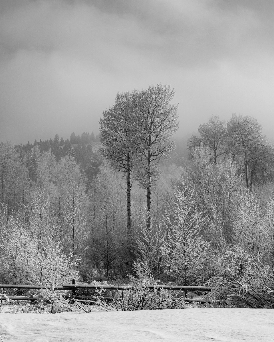 unspokenvisuals's tweet photo. After a fresh blanket of snow falls, these aspens stand tall together revealing their beauty
-
https://t.co/3E07uAoRf0
-
#unspokenvisuals #wyoming #exploremore #neverstopexploring #wander #roamtheplanet #awakethesoul #stayandwander #theoutbound #wanderlust #wildernessculture https://t.co/W6PUoD4PBf